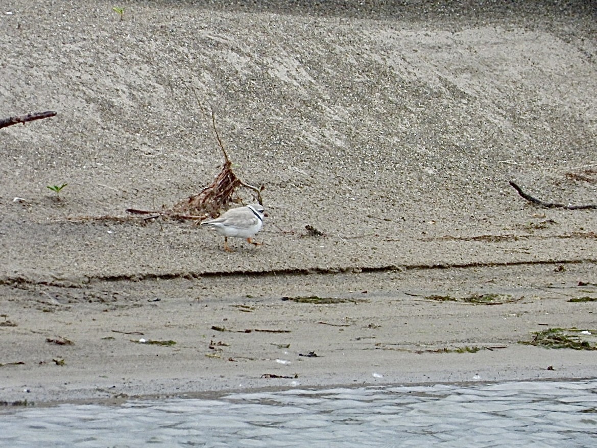 Piping Plover - ML620300655
