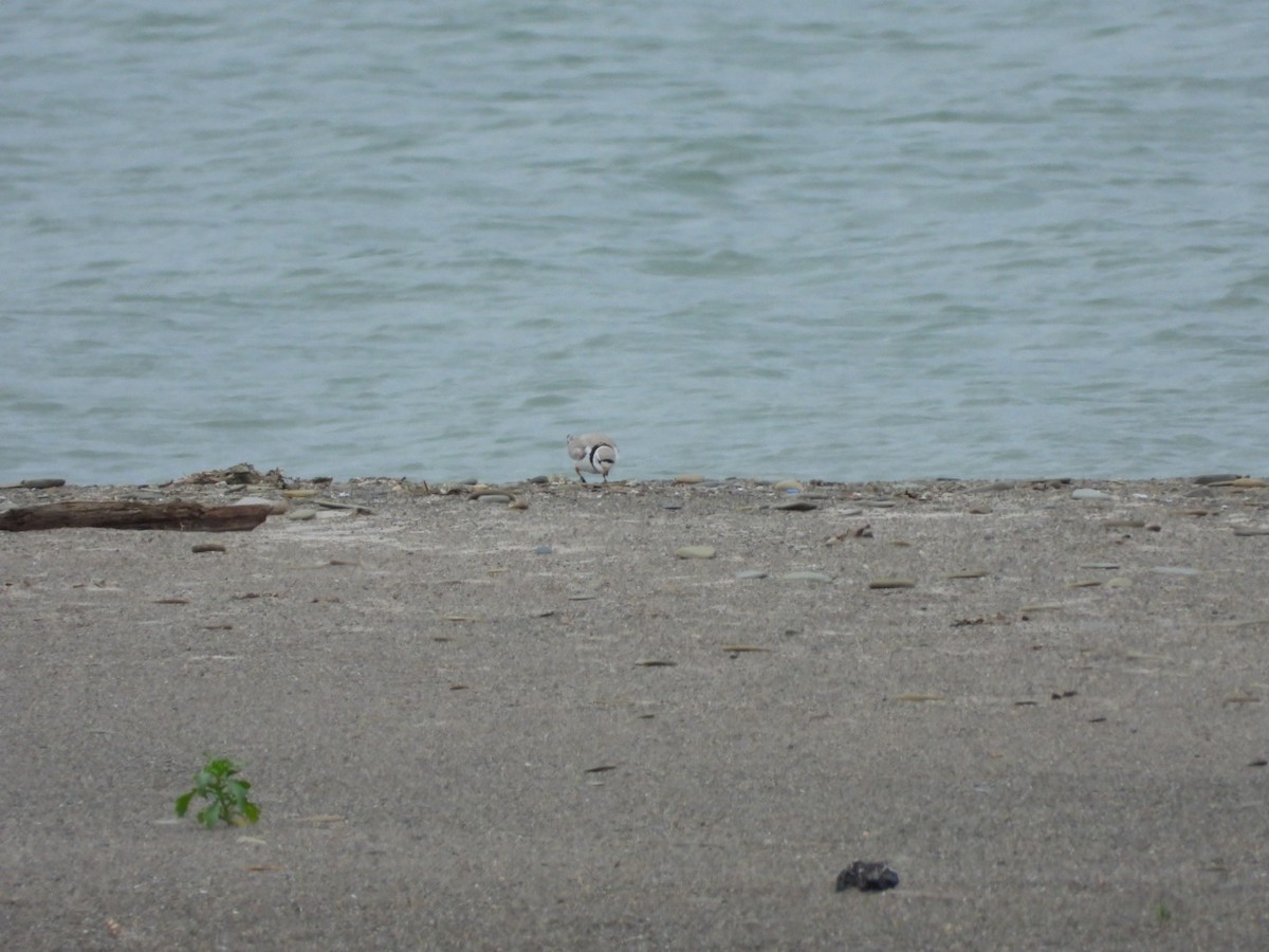 Piping Plover - ML620300656