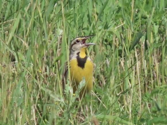 Eastern Meadowlark - ML620300658