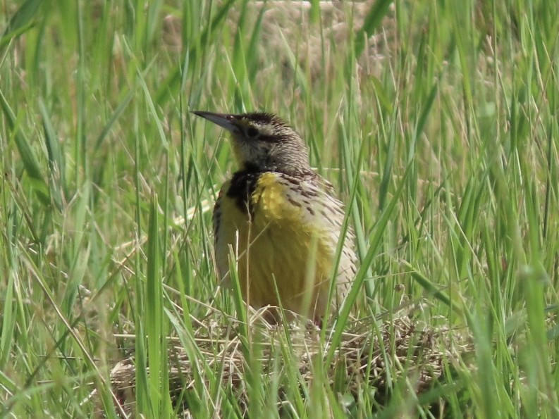 Eastern Meadowlark - ML620300659