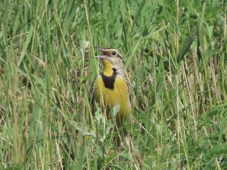 Eastern Meadowlark - ML620300660