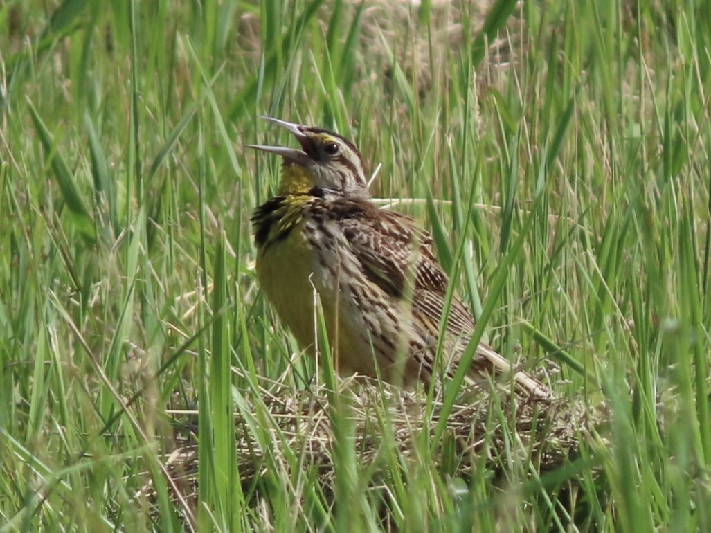 Eastern Meadowlark - ML620300661