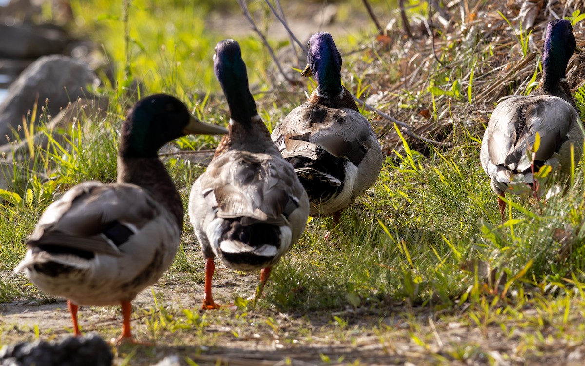 Mallard - ML620300666