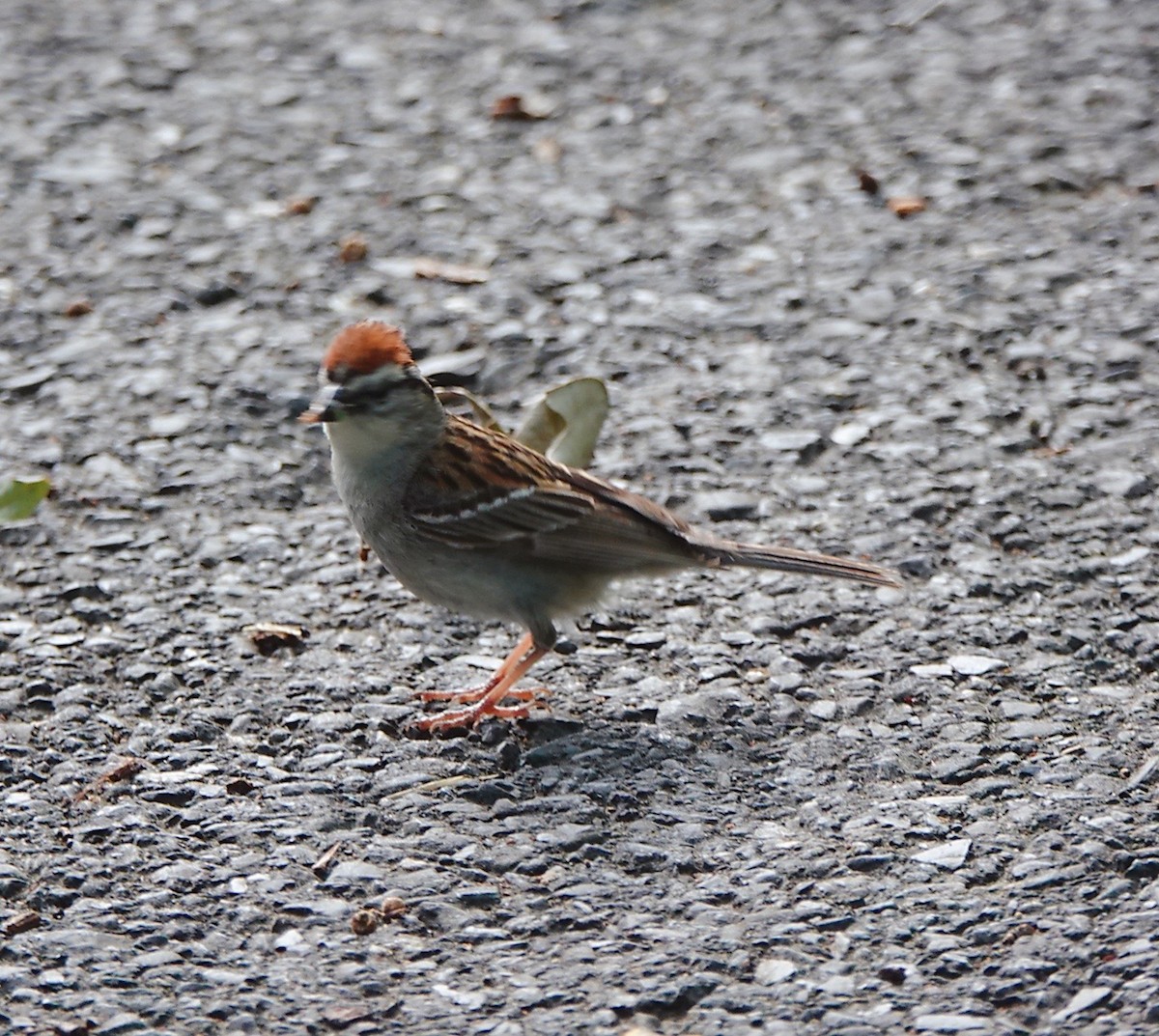 Chipping Sparrow - ML620300667