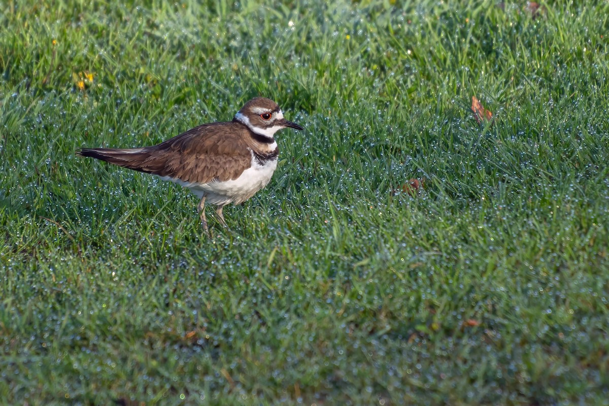 Killdeer - ML620300668