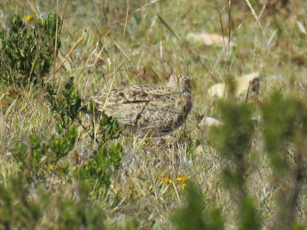 Gray-breasted Seedsnipe - ML620300676