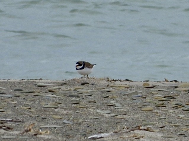 Semipalmated Plover - ML620300683