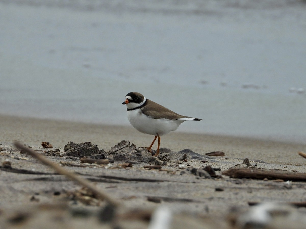 Semipalmated Plover - ML620300684