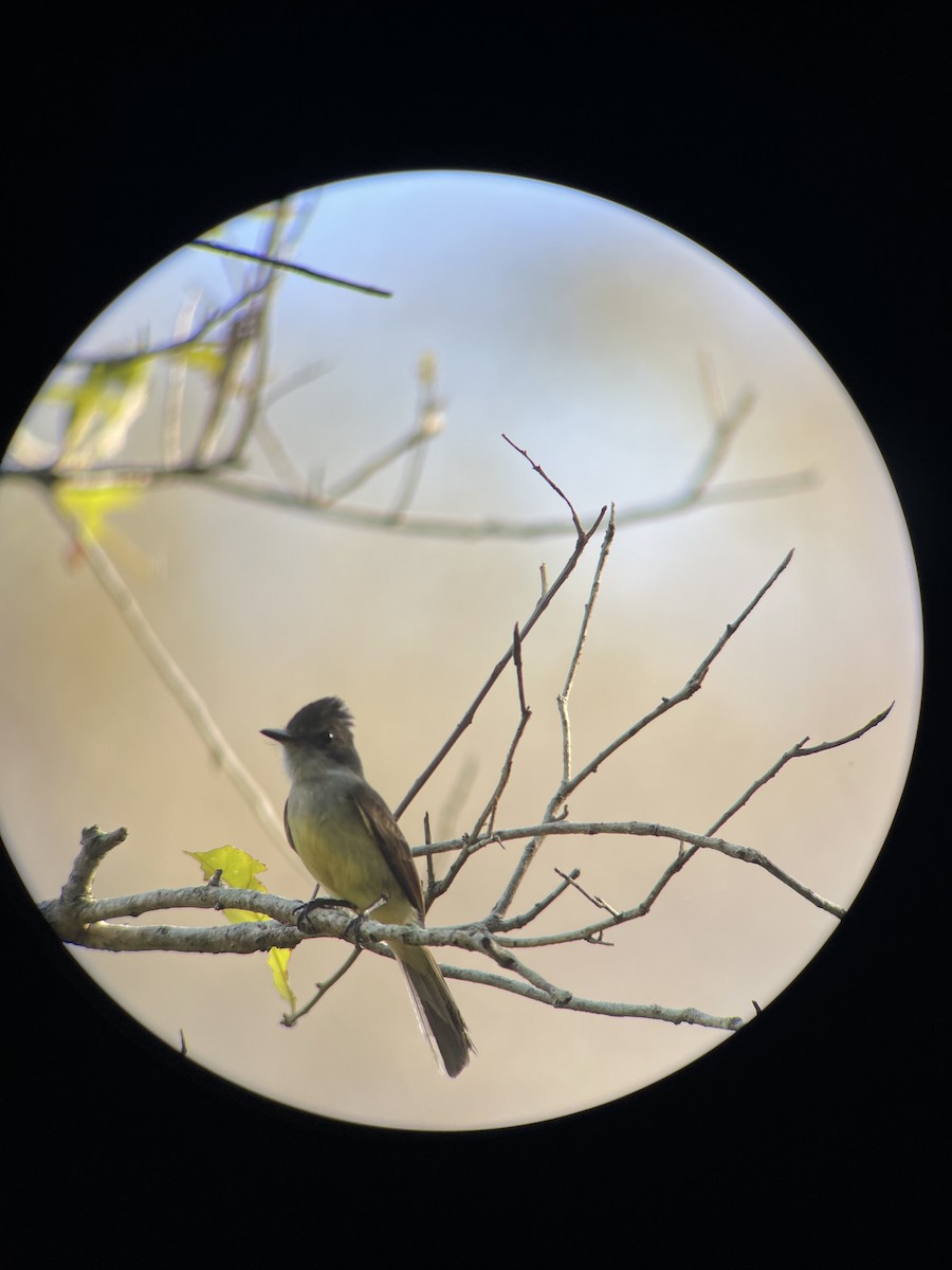 Dusky-capped Flycatcher - ML620300698