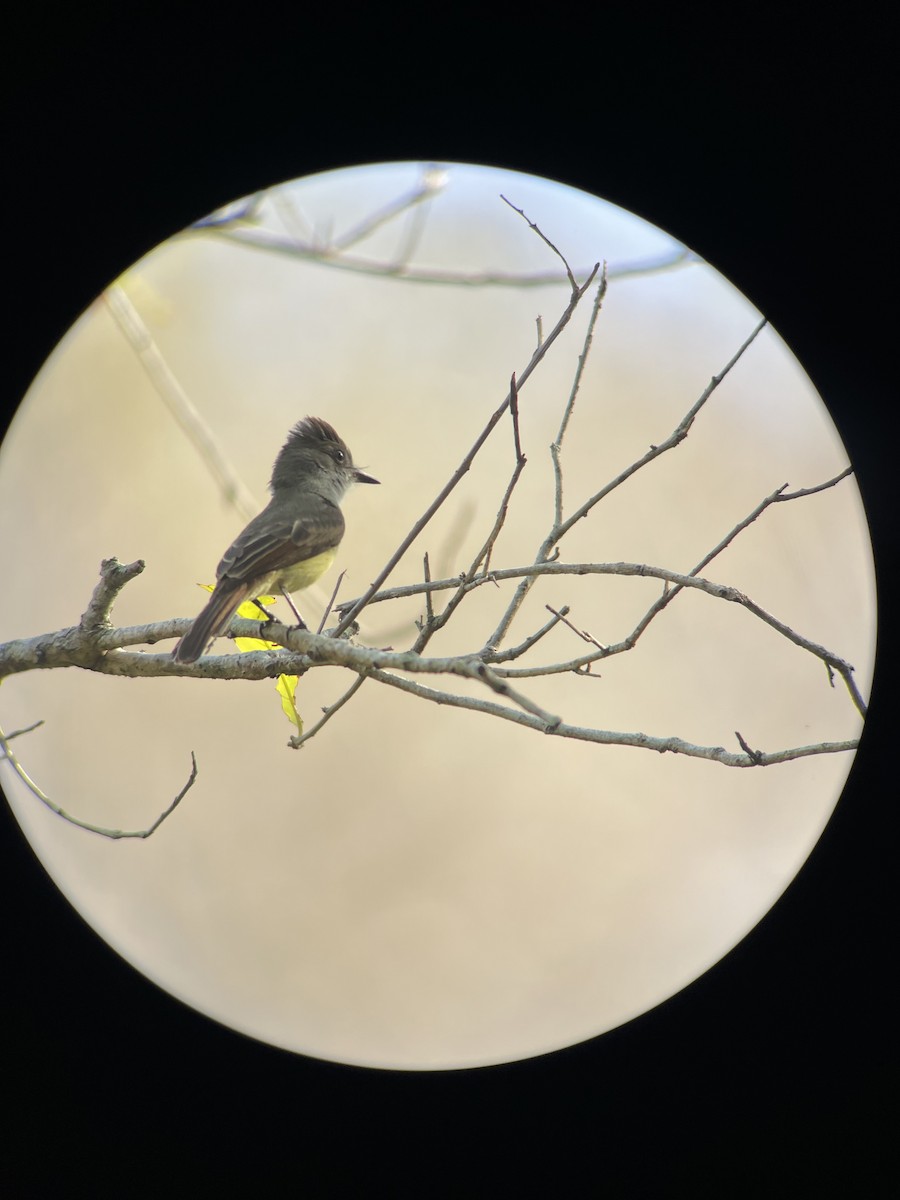 Dusky-capped Flycatcher - ML620300699