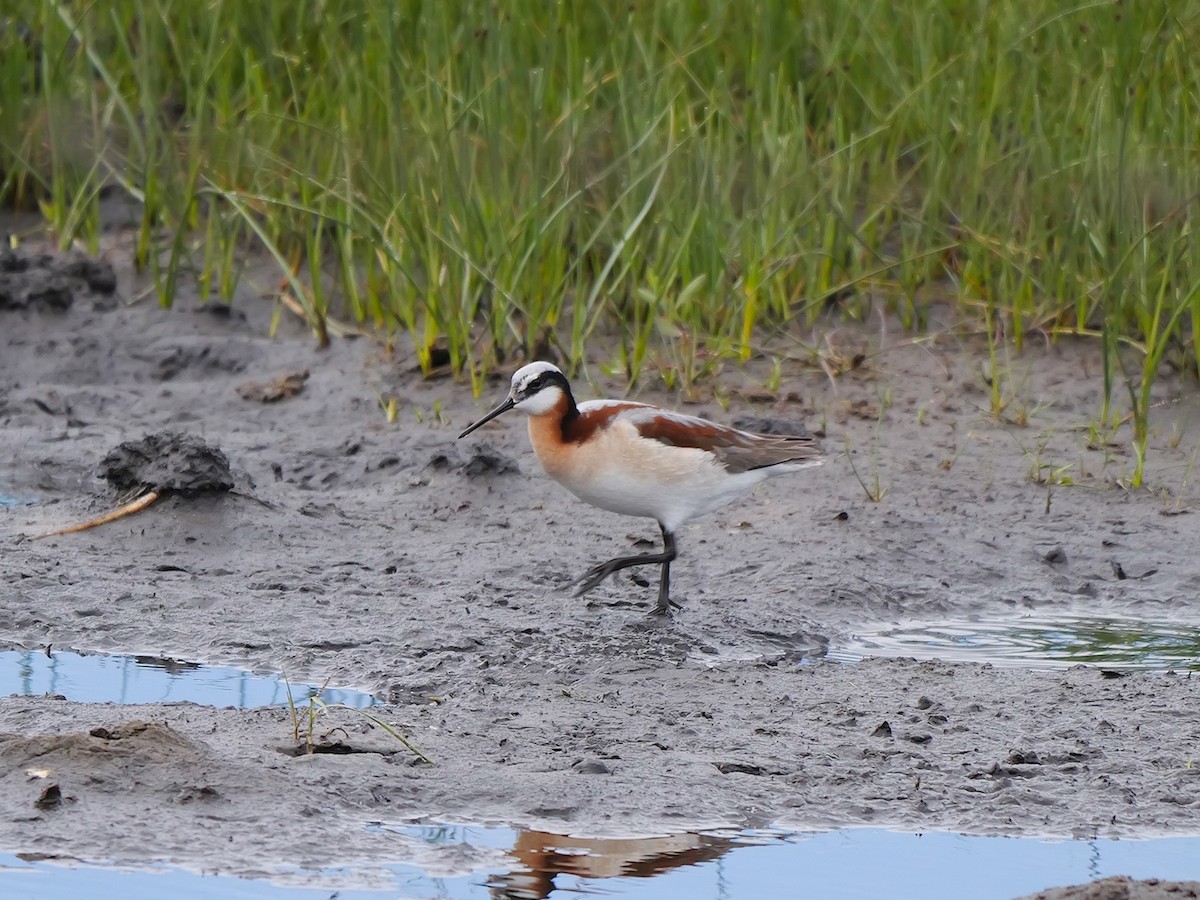 Wilson's Phalarope - ML620300713