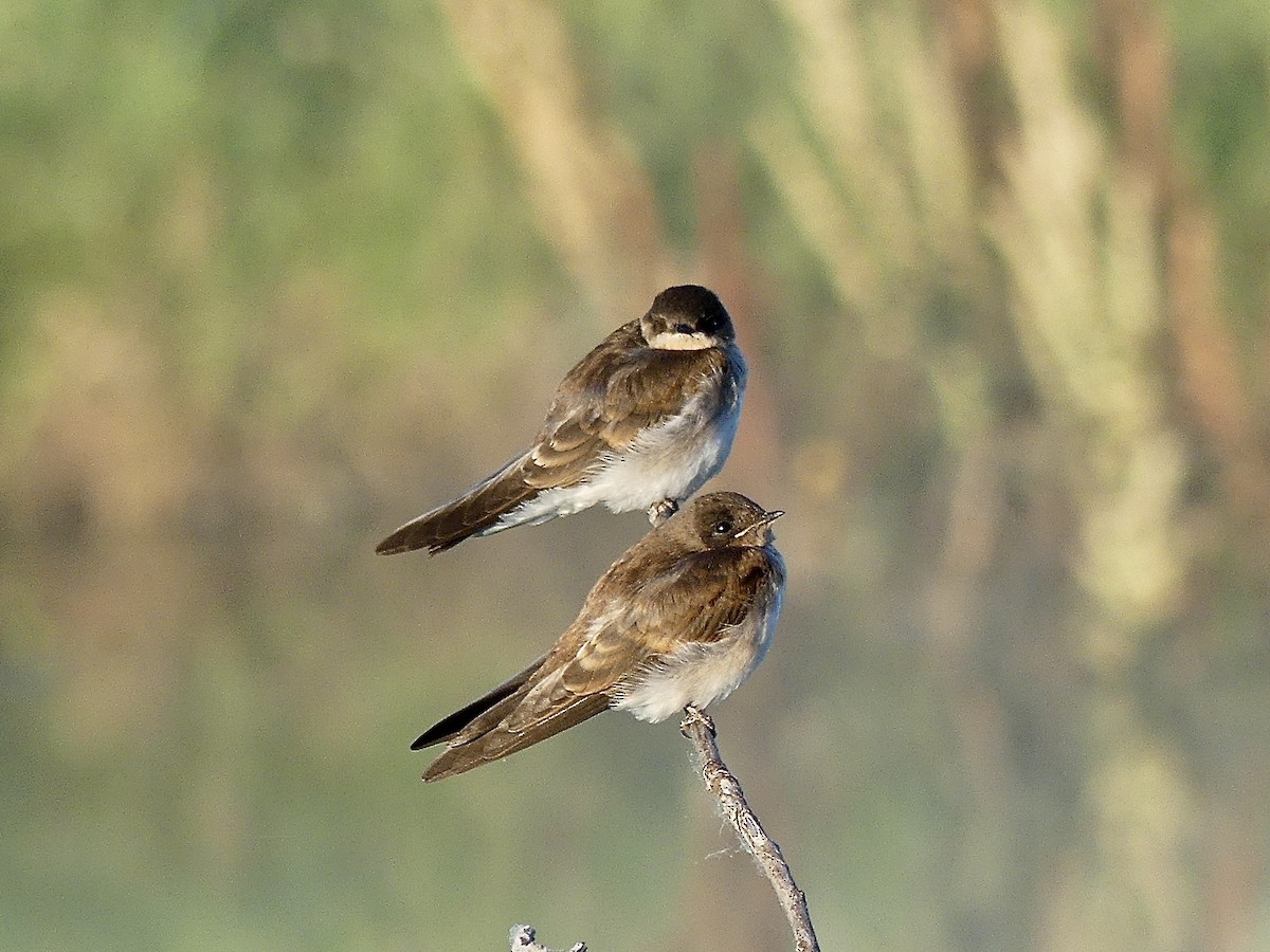 Hirondelle à ailes hérissées - ML620300715