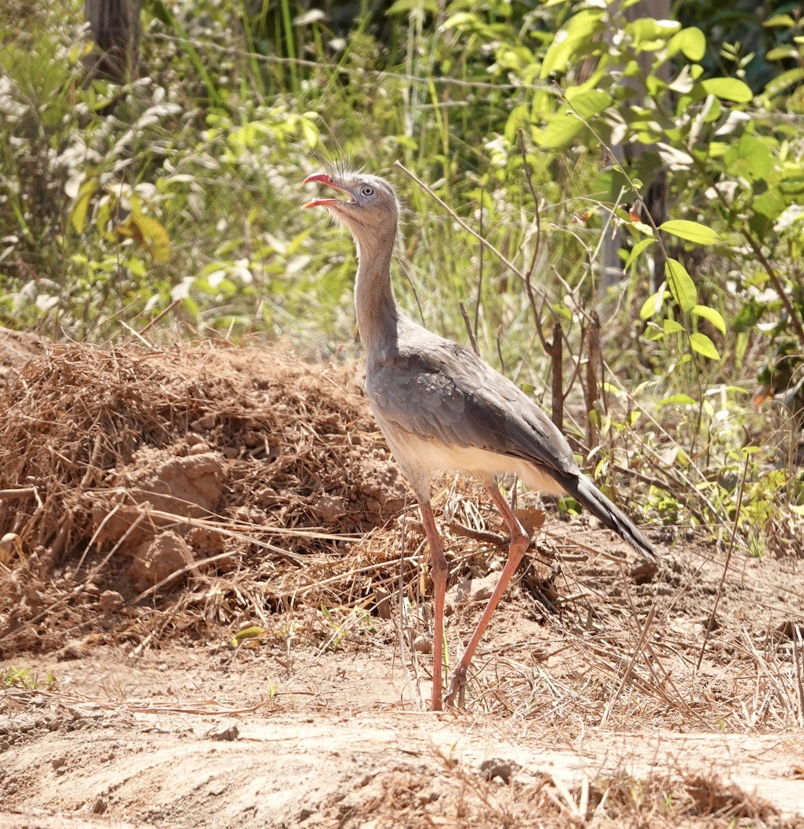 Red-legged Seriema - ML620300720