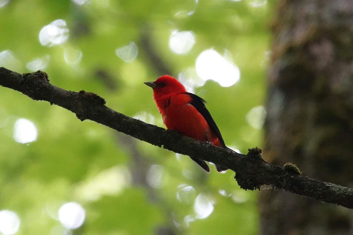 Scarlet Tanager - ML620300722