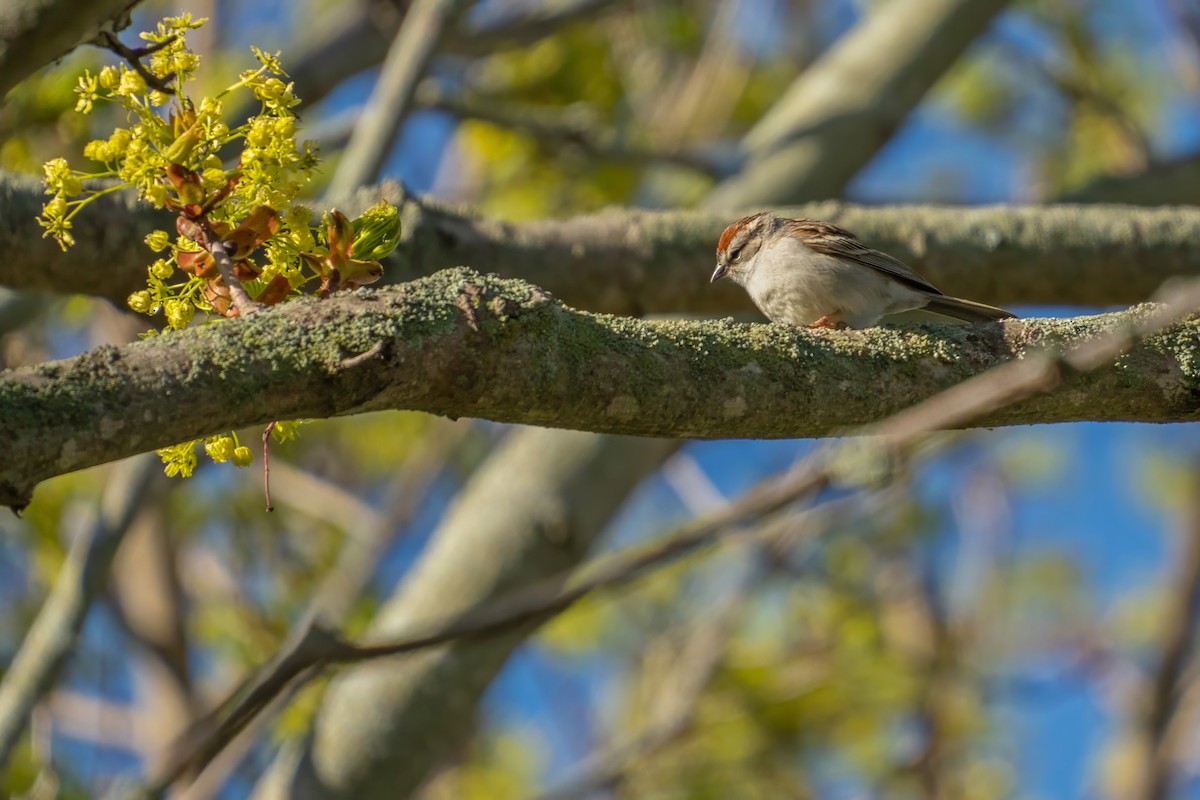 Chipping Sparrow - ML620300727
