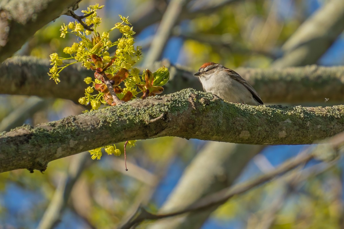 Chipping Sparrow - ML620300728