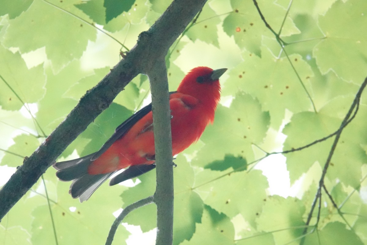 Scarlet Tanager - ML620300729