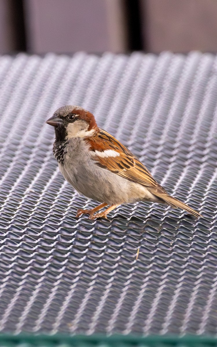 House Sparrow - ML620300731