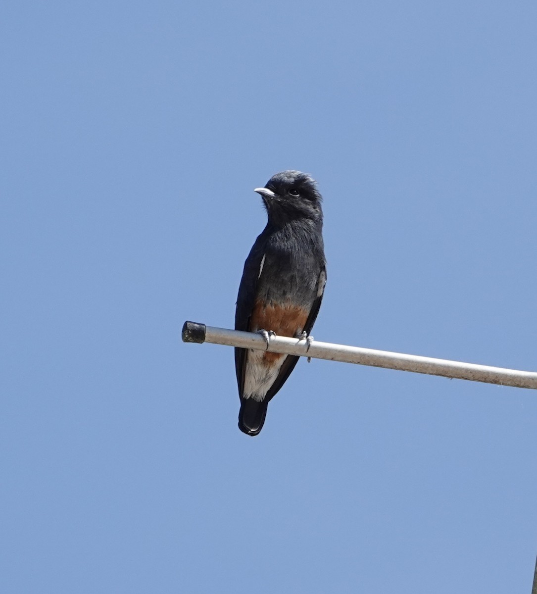Swallow-winged Puffbird - ML620300734
