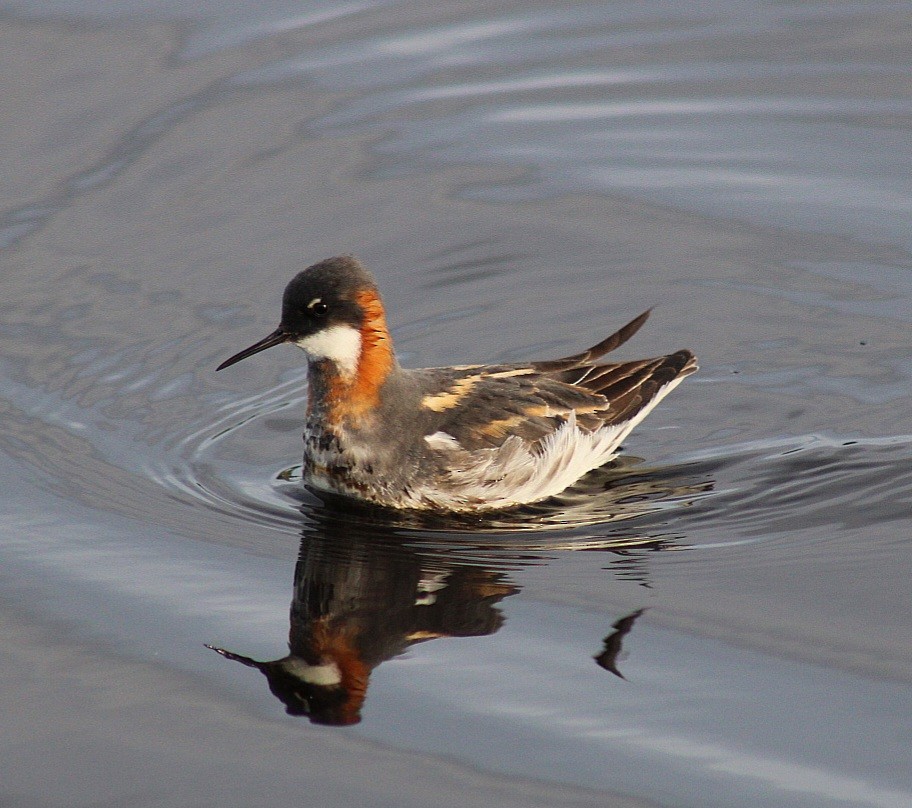 Red-necked Phalarope - ML620300745