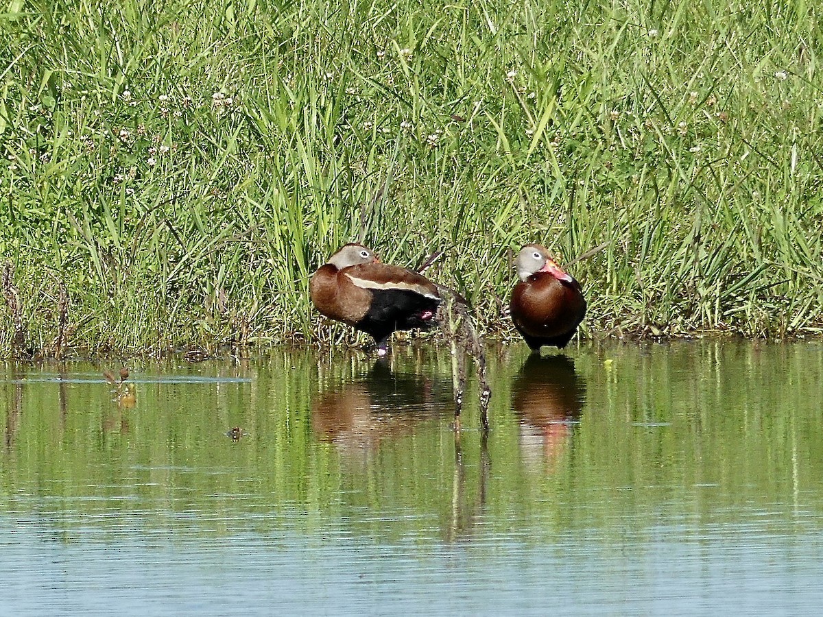 Black-bellied Whistling-Duck - ML620300746