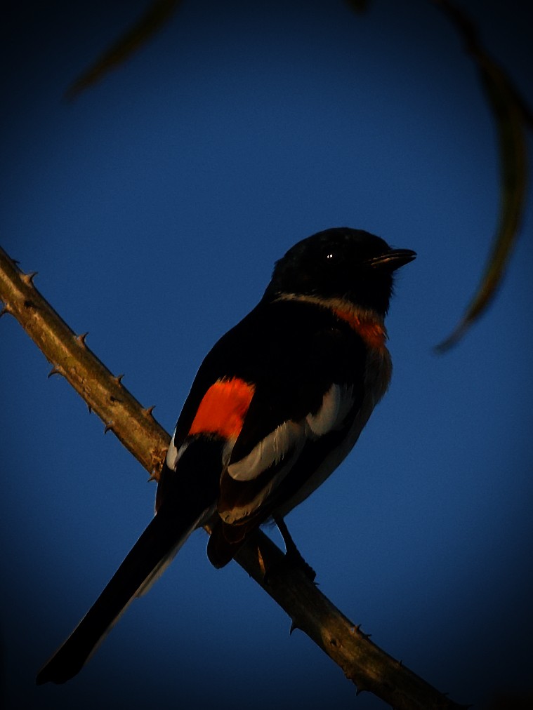 White-bellied Minivet - ML620300747