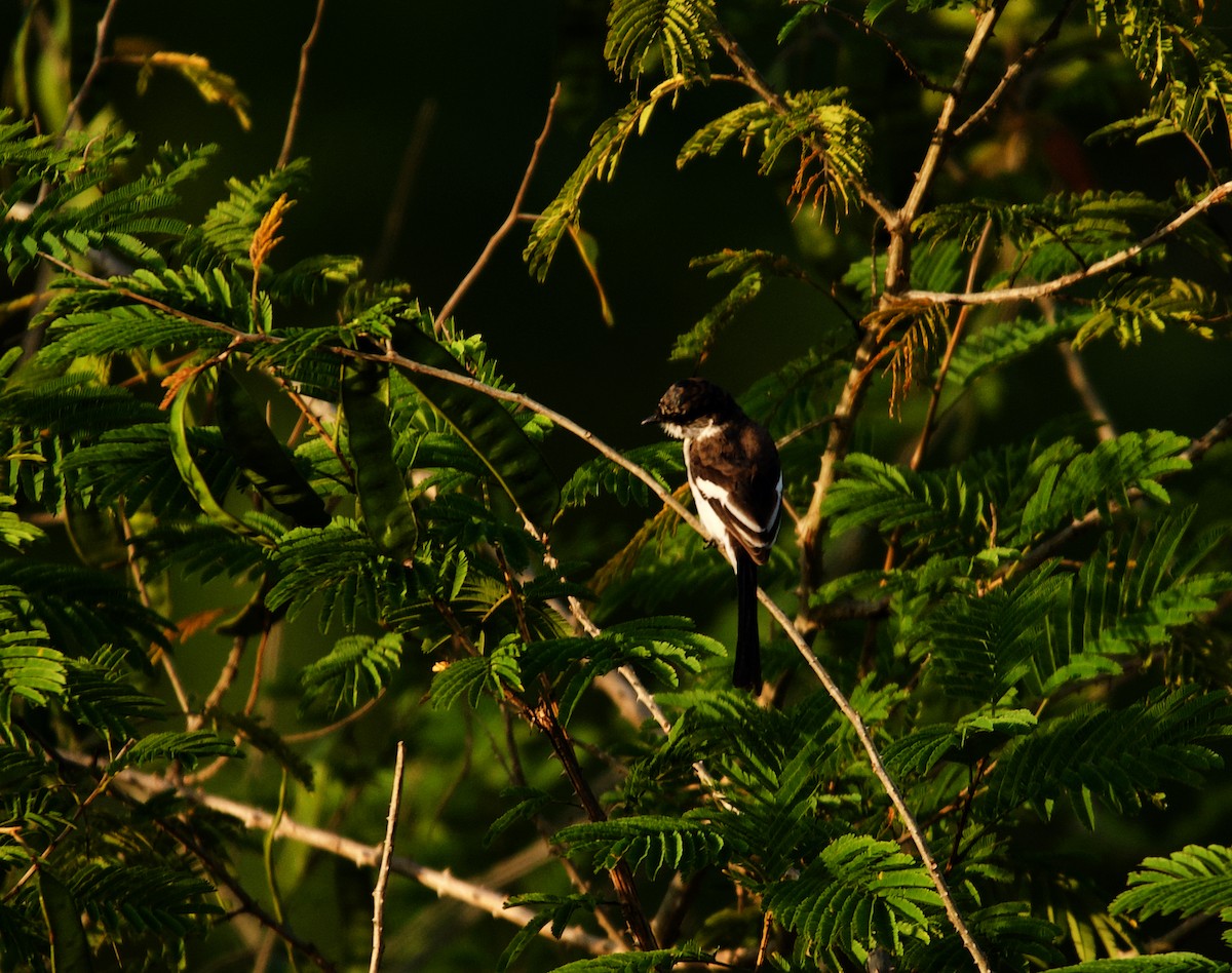 White-bellied Minivet - ML620300748