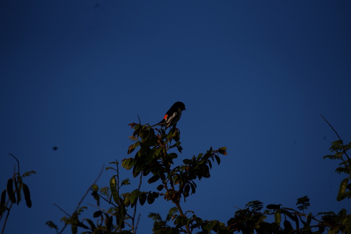 White-bellied Minivet - ML620300749