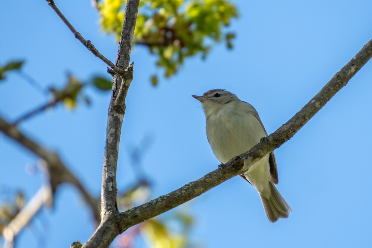 Warbling Vireo - ML620300750