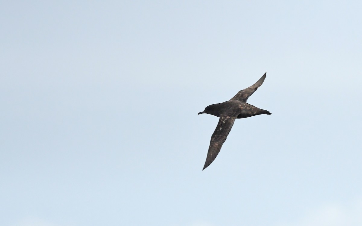 Sooty Shearwater - ML620300751