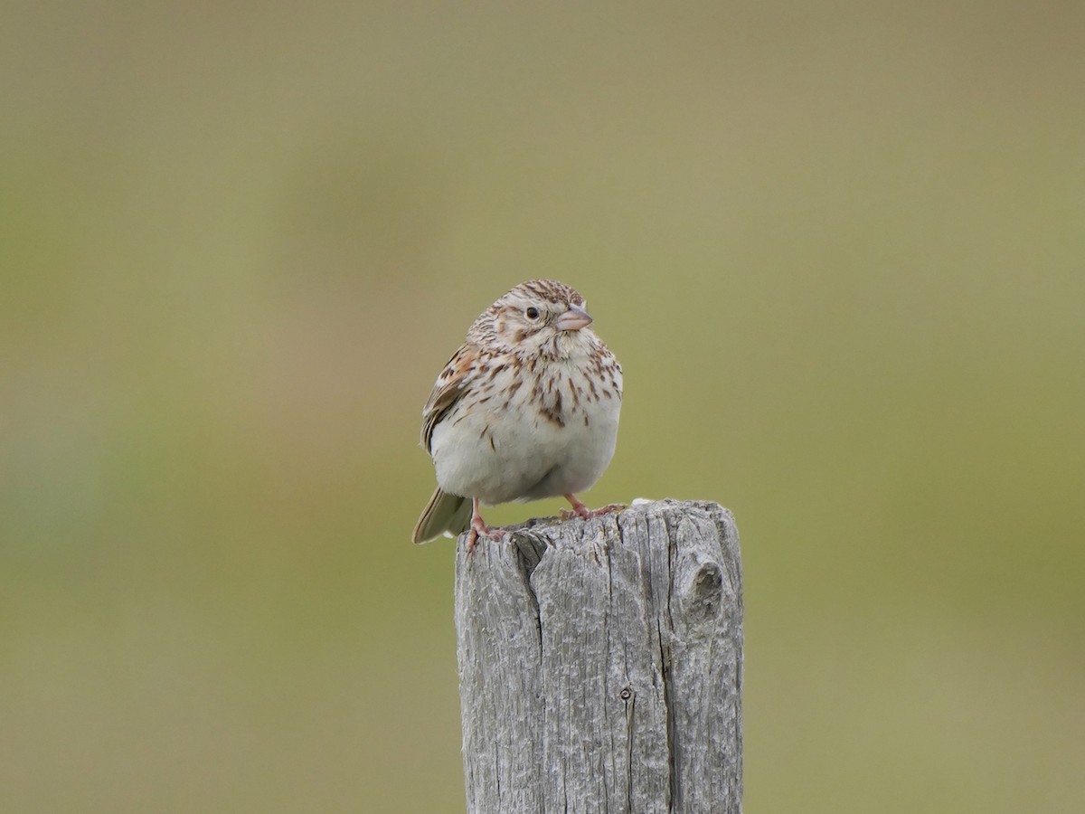 Grasshopper Sparrow - ML620300754