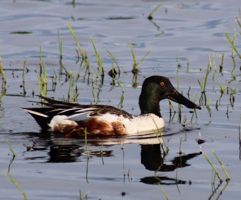 Northern Shoveler - ML620300755