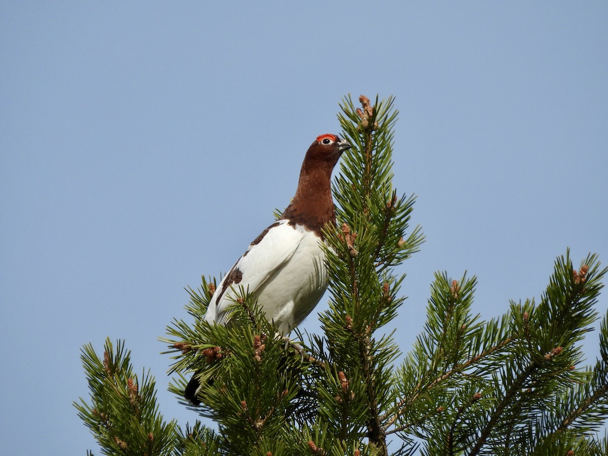 Moorschneehuhn - ML620300757