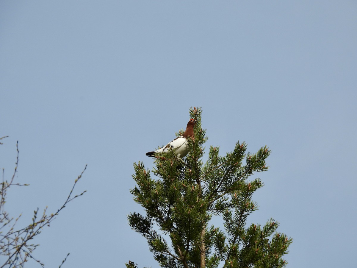 Willow Ptarmigan - ML620300758