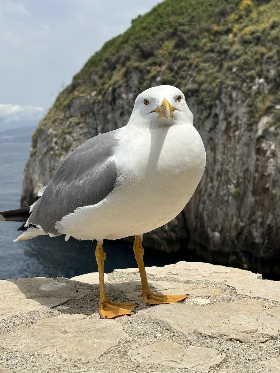 Yellow-legged Gull - ML620300760