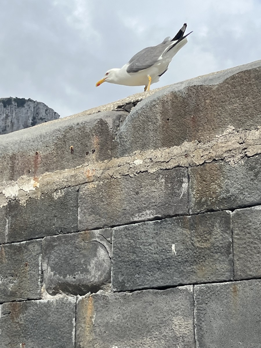 Yellow-legged Gull - ML620300761