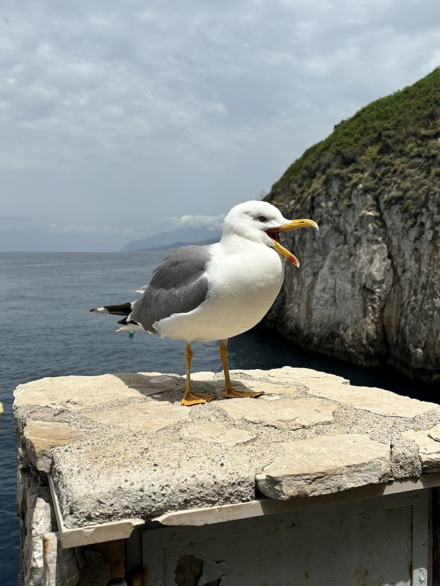 Yellow-legged Gull - ML620300765