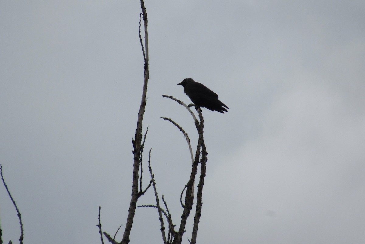 Eurasian Jackdaw - ML620300766