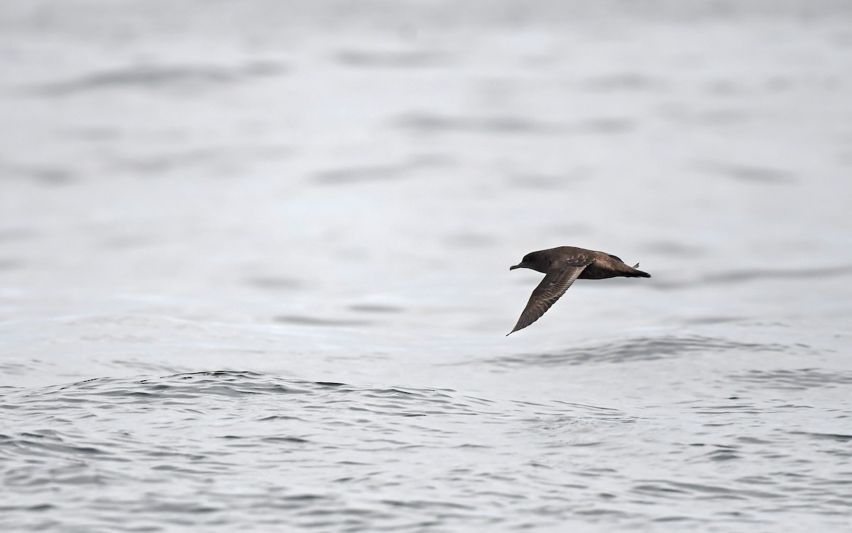 Sooty Shearwater - Christoph Moning