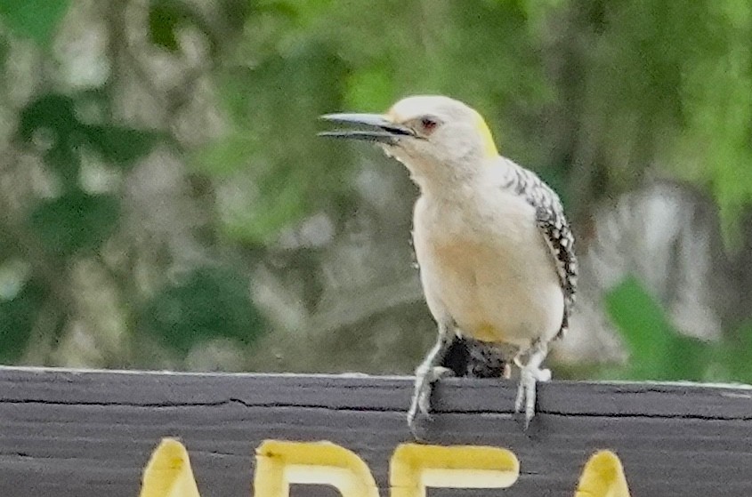 Golden-fronted Woodpecker - ML620300772