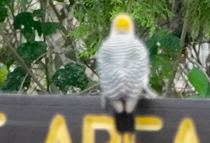 Golden-fronted Woodpecker - ML620300774