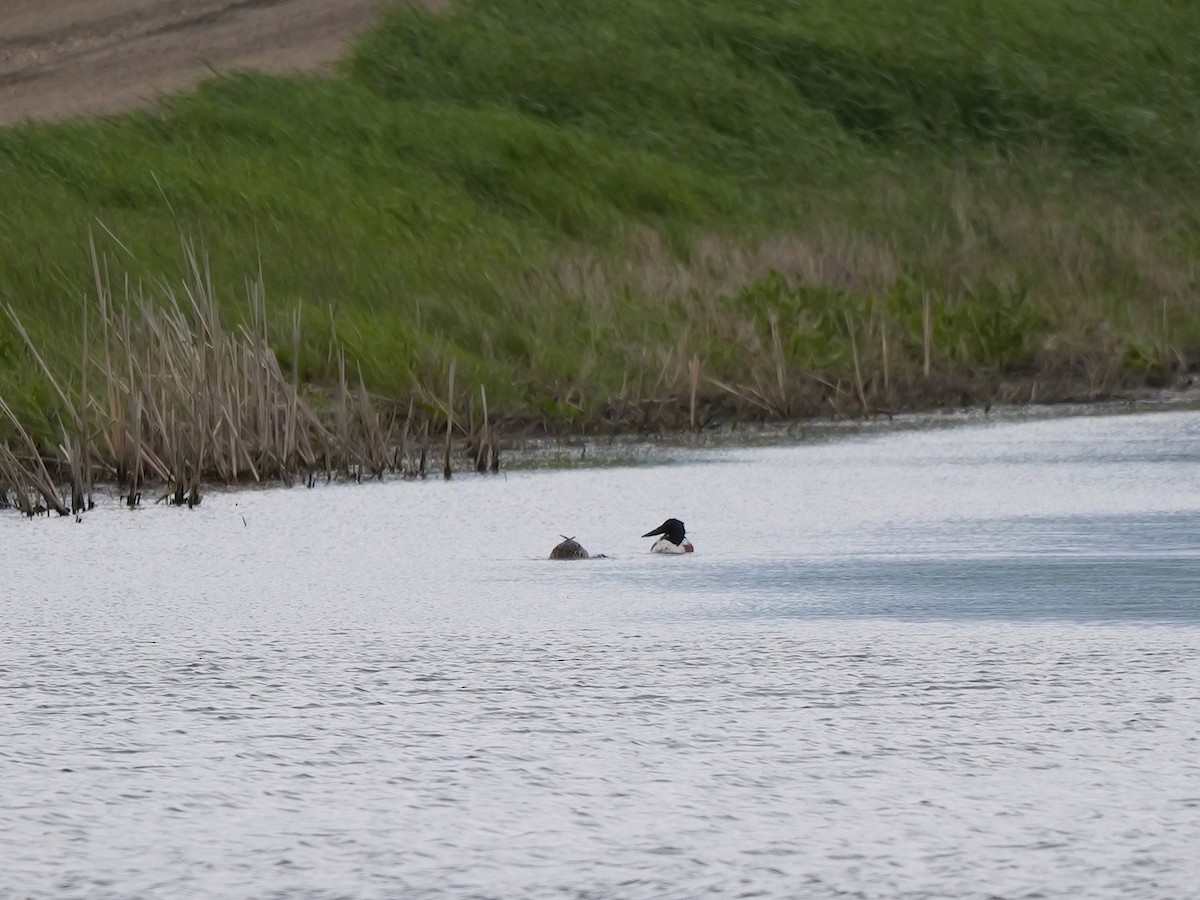 Northern Shoveler - ML620300777