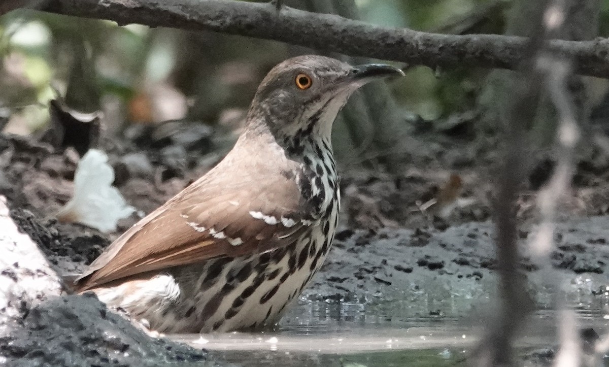 Long-billed Thrasher - ML620300778