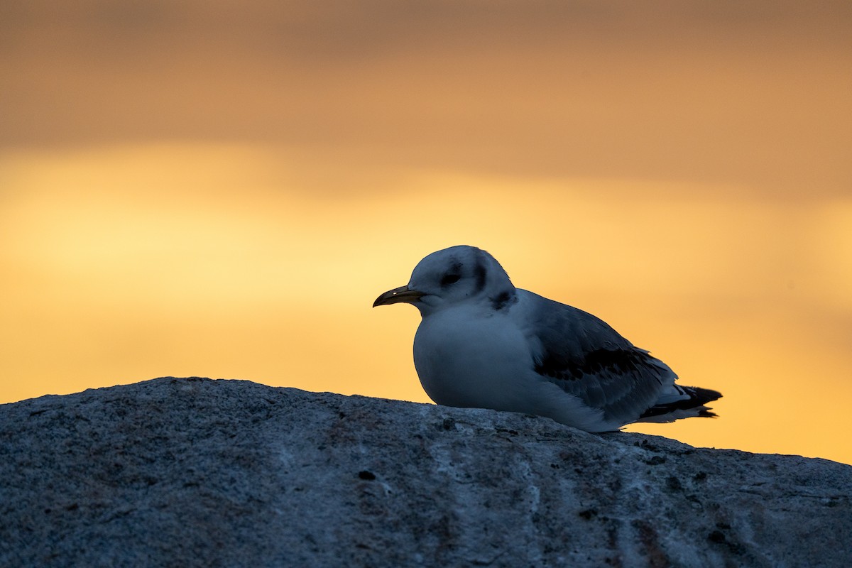 Mouette tridactyle - ML620300792