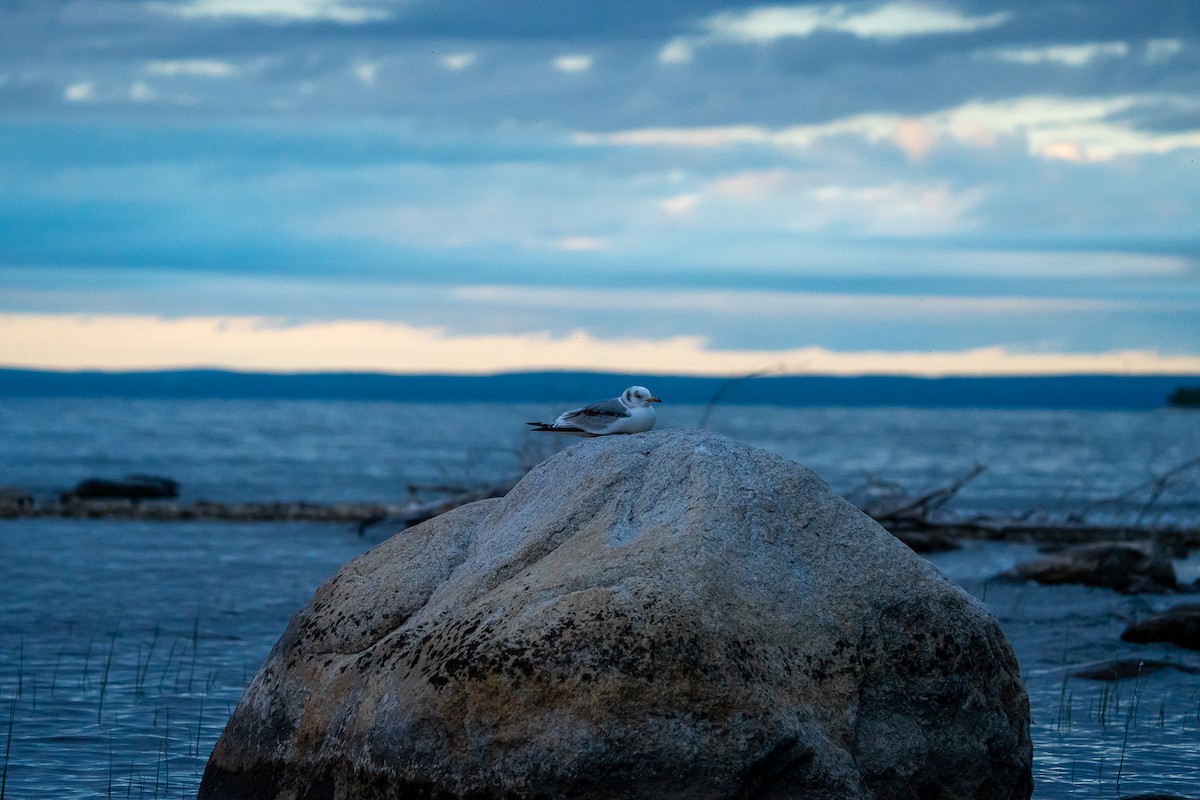 Black-legged Kittiwake - ML620300797