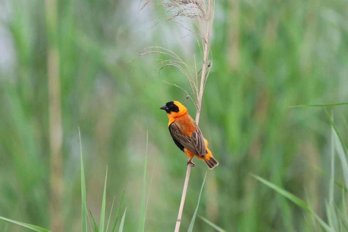 Southern Red Bishop - Frank Willems - Birding Zambia