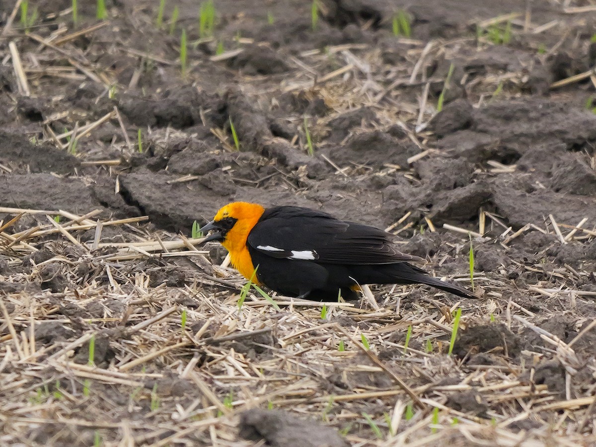 Yellow-headed Blackbird - ML620300806