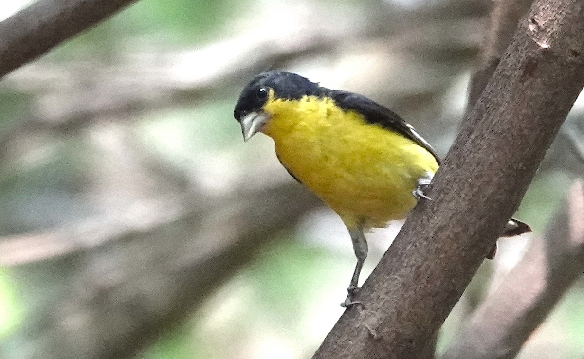 Lesser Goldfinch - ML620300808