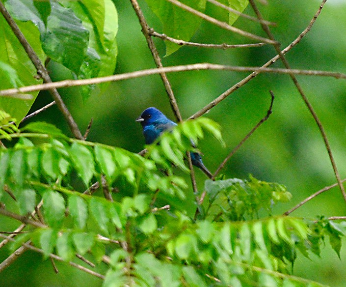 Indigo Bunting - ML620300809