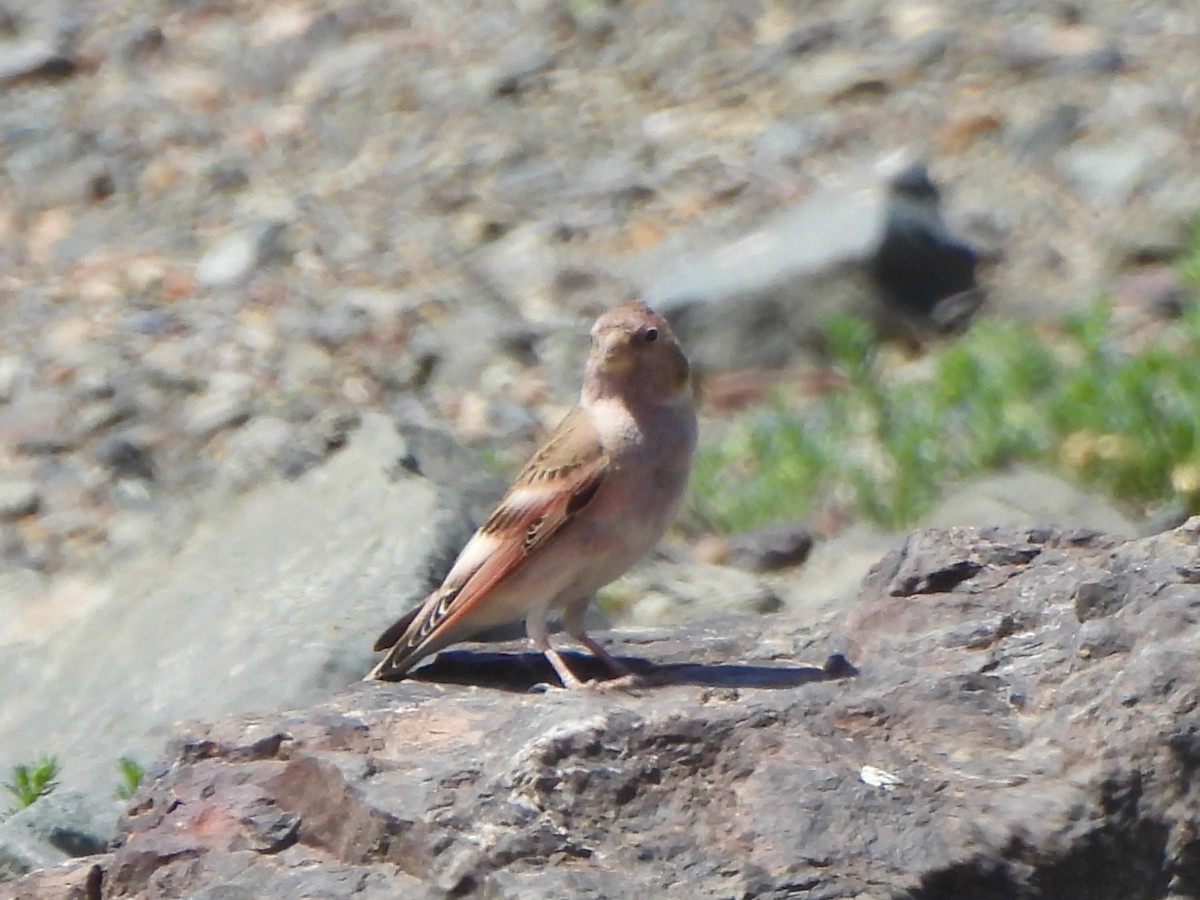 Mongolian Finch - ML620300810